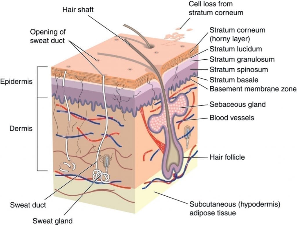 layers of the epidermis stratum granulosum